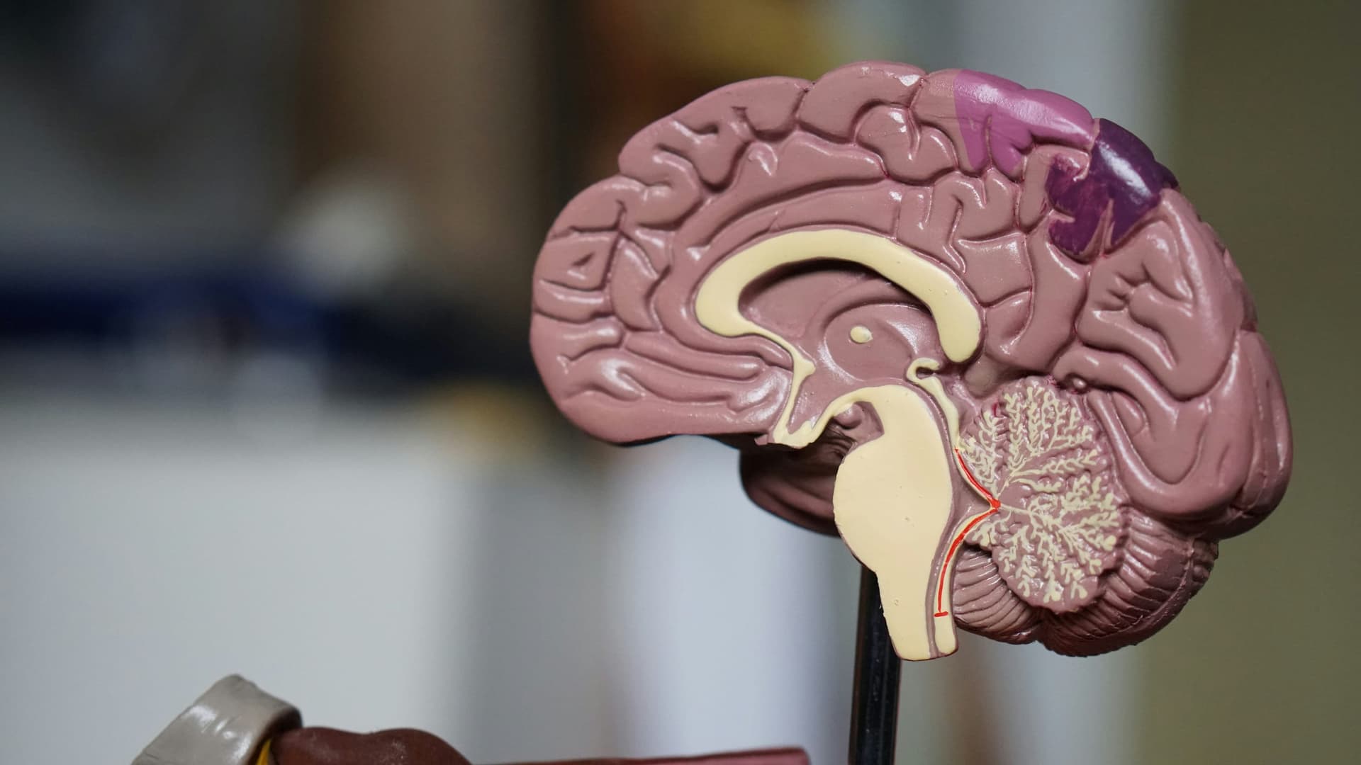 Neuroscience, neuromarketing en gedragspsychologie